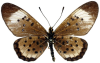 Cliquer
