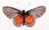 Cliquer