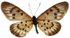 Cliquer
