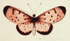 Cliquer