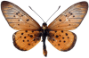Cliquer